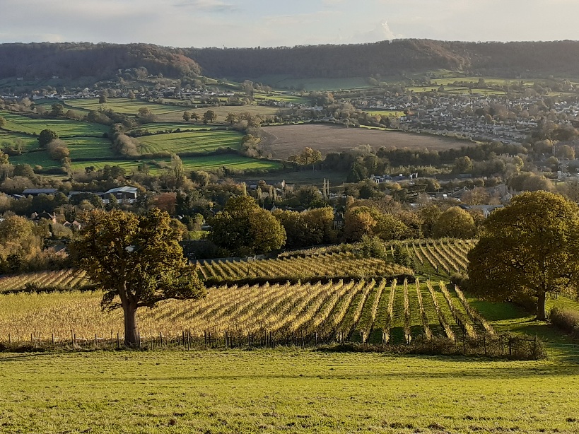 vineyard near Stroud